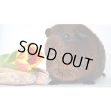 パプアニューギニア【トロピカルマウンテン】中深煎り　200ｇ