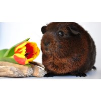 パプアニューギニア【トロピカルマウンテン】中深煎り　200ｇ